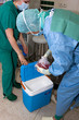 Nierentransplantation31