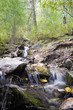 Forest spring