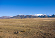 Horses on Kuraiskaya steppe
