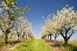 Kirschblüte