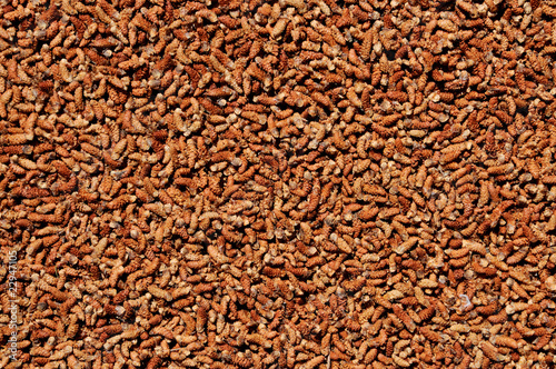 Photo: Pine tree pollen texture Pine tree pollen texture