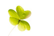 Close-up of green clover leaf against white background