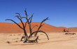 Dead Vlei, Sossuvlei, Namibie