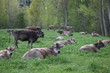 Prado con vacas