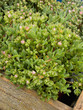 Garden planter closeup