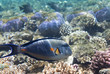 Sohal surgeonfish