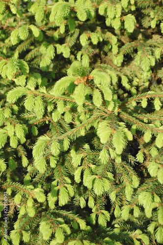 Photo: Fir Fir