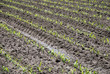 Foto: corn field corn field