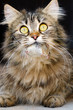 Cat and mouse