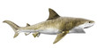 tiger shark tiger shark