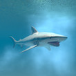 tiger shark swimming underwater tiger shark swimming underwater
