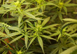 Marijuana growing room Marijuana growing room