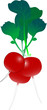 "Garden radish"