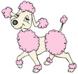 Pudel, Hund, Hündin, Frisur, Friseur, Hundefriseur, Locken