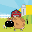 Chubby Brown Cow Eating A Daisy By A Silo And Barn