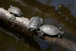 tortues noires