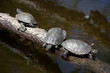 tortues noires