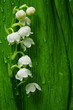 lily of the valley