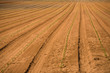 Plants in a field
