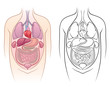 anatomy