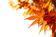 Beautiful autumn maple leaves