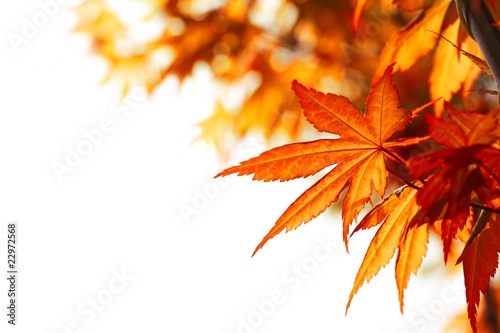 Photo: Beautiful autumn maple leaves Beautiful autumn maple leaves