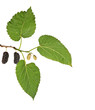 Black mulberries isolated on white background Black mulberries isolated on white background