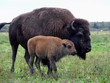 Bison of amerique Bison of amerique