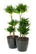 Dracaena plant isolated on the white background Dracaena plant isolated on the white background