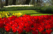 Flaming red tulips in spring