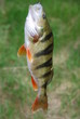 Foto: Flussbarsch (Perca fluviatilis ) Flussbarsch (Perca fluviatilis )