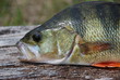 Foto: Flussbarsch Flussbarsch