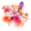 Flower Hibiscus & watercolor background Flower Hibiscus & watercolor background