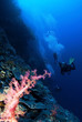 pink soft coral and scuba divers in background