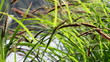 Sedge