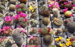 cactus...floraison