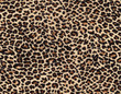 leopard skin as background leopard skin as background