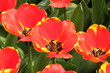 tulipes