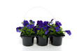 a black plastic tray with blue purple pansy isolated over white