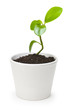 Fresh sprout.