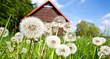im garten