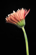 Old-Looking Flower on Black Background