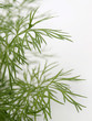 dill