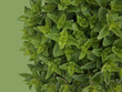 oregano background