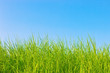 Healthy grass