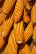 Corn Drying in the Sun