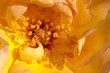 close up of rose petals