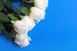 white roses over blue background