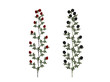 Red and black rose
