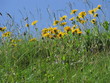 Alpenblumenwiese